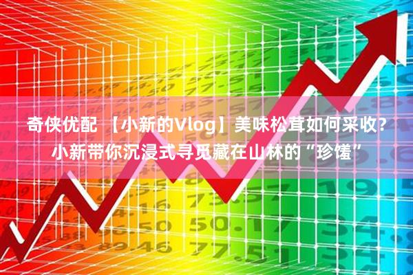 奇侠优配 【小新的Vlog】美味松茸如何采收？小新带你沉浸式寻觅藏在山林的“珍馐”